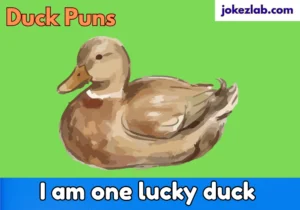 Duck Puns